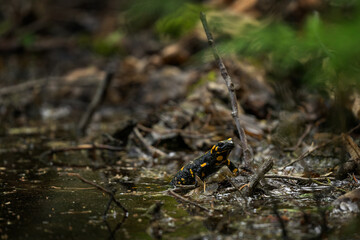 Fire salamander near the pool. Salamander in nature habitat. Wildlife in Europe.