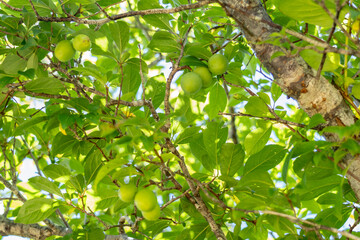 A plum is a fruit of some species in Prunus subg. Prunus. Prunus is a genus of trees and shrubs in the flowering plant family Rosaceae, Kalalau Lookout, Kokee State Park Kauai Hawaii plant