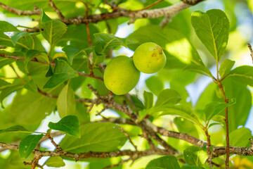 A plum is a fruit of some species in Prunus subg. Prunus. Prunus is a genus of trees and shrubs in the flowering plant family Rosaceae, Kalalau Lookout, Kokee State Park Kauai Hawaii plant