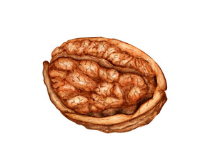 Walnut half watercolor illustration isolated from background. Realistic texture and natural colors of the shell and kernel of the nut. Ideal for culinary, botanical still lifes, packaging design.