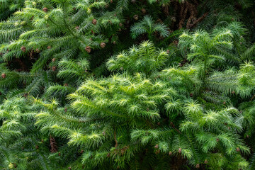 Cunninghamia lanceolata is a species of tree in the cypress family, Cupressaceae. Chinese fir. Kanaloahuluhulu Meadow, Kokee State Park Kauai Hawaii