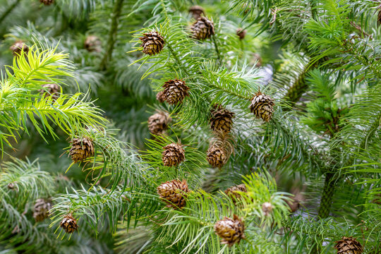 Cunninghamia lanceolata is a species of tree in the cypress family, Cupressaceae. Chinese fir. Kanaloahuluhulu Meadow, Kokee State Park Kauai Hawaii