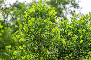Sequoia sempervirens,coast redwood, coastal redwood and California redwood. Kanaloahuluhulu Meadow, Kokee State Park Kauai Hawaii