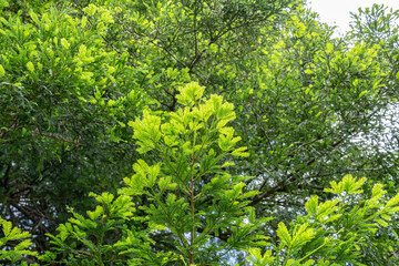 Sequoia sempervirens,coast redwood, coastal redwood and California redwood. Kanaloahuluhulu Meadow, Kokee State Park Kauai Hawaii