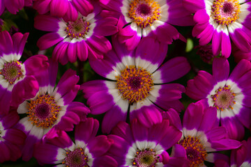 Fototapeta premium Closeup of richly blooming cineraria mauve flowers on background of green foliage