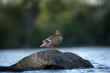 Wild duck is resting on the stone. Mallard on the pond. Spring wildlife in Europe