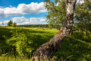 Fototapeta premium Picturesque pastoral landscape with birch trees and a pair of horses grazing in a field in the background