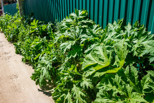 Sosnovsky hogweed, dangerous for people, growing near a fence, central Russia