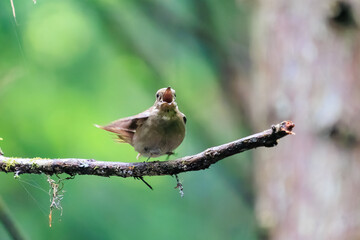新緑の中、羽づくろいをする美しいオオルリ（ヒタキ科）の幼鳥。

日本国東京都あきる野市、日の出山登山道他。
2024年6月撮影。

A beautiful juvenile Blue-and-white Flycatcher (Cyanoptila cyanomelana, family of the flycatcher) grooming its wings in the fresh gree