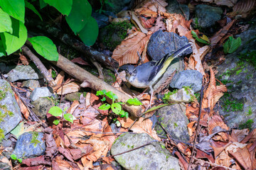 小川で餌を探す綺麗なキセキレイ（セキレイ科）。
親鳥がひな鳥に餌を渡している。

日本国東京都あきる野市、日の出山登山道他。
2024年6月撮影。

A beautiful Grey Wagtail (Motacilla cinerea) looking for food in a creek.
The parent bird is passing food to the baby bird.
