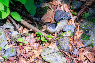 小川で餌を探す綺麗なキセキレイ（セキレイ科）。
親鳥がひな鳥に餌を渡している。

日本国東京都あきる野市、日の出山登山道他。
2024年6月撮影。

A beautiful Grey Wagtail (Motacilla cinerea) looking for food in a creek.
The parent bird is passing food to the baby bird.
