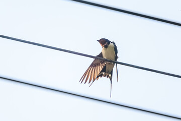 羽繕いする美しいツバメ（ツバメ科）。

日本国東京都あきる野市、日の出山登山道他。
2024年6月撮影。

Beautiful Barn swallow (Hirundo rustica) grooming their wings.
