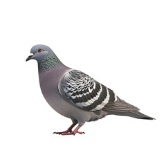 Fototapeta premium dove isolated on white background, PNG