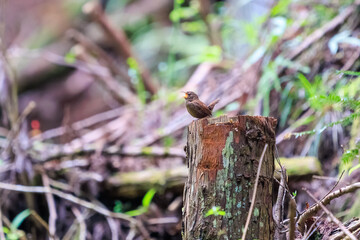 小さい体で大きな声で必死にさえずる可愛いミソサザイ（ミソサザイ科）。

日本国東京都あきる野市、日の出山登山道他。
2024年6月撮影。

Lovely little Eurasian Wren (Troglodytes troglodytes, family Myctophidae) are small and frantically chirping in a loud voice.
