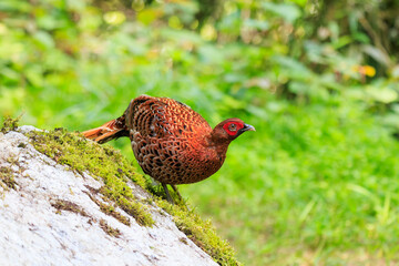 赤い羽根が美しい、大きなヤマドリ（キジ科）の立派なオス。
繁殖期のため、縄張りに入ったものを激しく攻撃する。
人間相手でも背中を見せると飛び蹴りをしてくるので要注意。

日本国東京都あきる野市、日の出山登山道他。
2024年6月撮影。

A magnificent male of a large Copper Pheasant  (Syrmaticus soemmerringii) with be