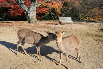 the moment of a deer kissing another on the peak of Mount Wakakusa, near city Nara, Japan