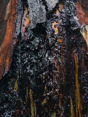 bark of tree covered in sap