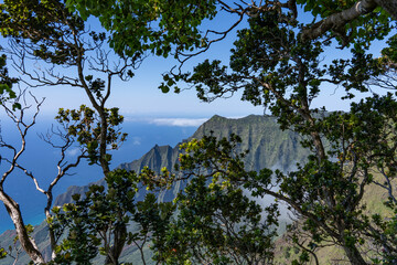 Metrosideros polymorpha, the ʻōhiʻa lehua, flowering evergreen tree in the myrtle family, Myrtaceae, Kokee State Park Kauai Hawaii. Nā Pali Coast State Wilderness Park. Kalalau Valley. Kalepa Ridge 