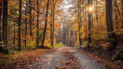 Obraz premium Autumn Forest Path Scenic pathway, Nature scene Background