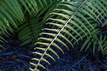 Diplopterygium pinnatum, Diplopterygium is a genus of ferns in the family Gleicheniaceae. Kokee State Park Kauai Hawaii. Nā Pali Coast State Wilderness Park. Kalalau Valley. Kalepa Ridge Trail