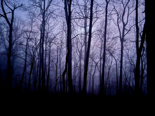 Misty woods in the mountains of North Georgia in the morning