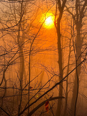 Trees silhouetted against the orange sunrise in the North Carolina mountains