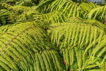 Diplopterygium pinnatum, Diplopterygium is a genus of ferns in the family Gleicheniaceae. Kokee State Park Kauai Hawaii. Nā Pali Coast State Wilderness Park. Kalalau Valley. Kalepa Ridge Trail
