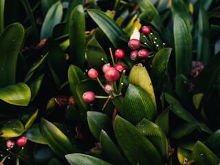 Green plant leaves