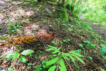 赤い羽根が美しい、大きなヤマドリ（キジ科）の立派なオス。
繁殖期のため、縄張りに入ったものを激しく攻撃する。
人間相手でも背中を見せると飛び蹴りをしてくるので要注意。

日本国東京都あきる野市、日の出山登山道他。
2024年6月撮影。

A magnificent male of a large Copper Pheasant  (Syrmaticus soemmerringii) with be