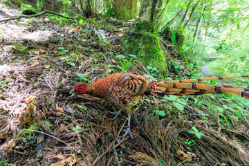 赤い羽根が美しい、大きなヤマドリ（キジ科）の立派なオス。
繁殖期のため、縄張りに入ったものを激しく攻撃する。
人間相手でも背中を見せると飛び蹴りをしてくるので要注意。

日本国東京都あきる野市、日の出山登山道他。
2024年6月撮影。

A magnificent male of a large Copper Pheasant  (Syrmaticus soemmerringii) with be