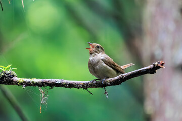新緑の中、大きく美しい声でさえずる美しいオオルリ（ヒタキ科）の幼鳥。

日本国東京都あきる野市、日の出山登山道他。
2024年6月撮影。

The beautiful juvenile Blue-and-white Flycatcher (Cyanoptila cyanomelana) chirp loudly and beautifully in the fresh green.
