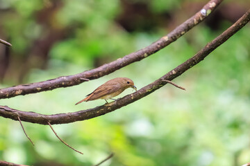 新緑の中、芋虫を捕らえた美しいオオルリ（ヒタキ科）の幼鳥。

日本国東京都あきる野市、日の出山登山道他。
2024年6月撮影。

A beautiful juvenile Blue-and-white Flycatcher (Cyanoptila cyanomelana) catching a caterpillar in the fresh green.
