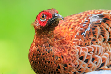 赤い羽根が美しい、大きなヤマドリ（キジ科）の立派なオス。
繁殖期のため、縄張りに入ったものを激しく攻撃する。
人間相手でも背中を見せると飛び蹴りをしてくるので要注意。

日本国東京都あきる野市、日の出山登山道他。
2024年6月撮影。

A magnificent male of a large Copper Pheasant  (Syrmaticus soemmerringii) with be