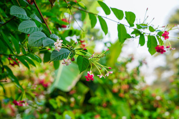Bunch Of Rangoon Creeper Flowers Hanging On It's Tree