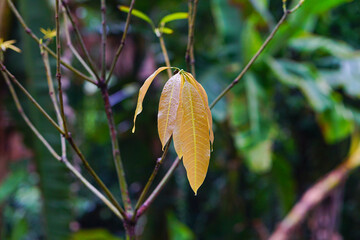 Orange Color Mango Leaves Close Up Shot