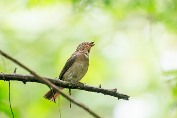 新緑の中、大きく美しい声でさえずる美しいオオルリ（ヒタキ科）の幼鳥。

日本国東京都あきる野市、日の出山登山道他。
2024年6月撮影。

The beautiful juvenile Blue-and-white Flycatcher (Cyanoptila cyanomelana) chirp loudly and beautifully in the fresh green.
