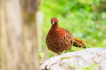 赤い羽根が美しい、大きなヤマドリ（キジ科）の立派なオス。
繁殖期のため、縄張りに入ったものを激しく攻撃する。
人間相手でも背中を見せると飛び蹴りをしてくるので要注意。

日本国東京都あきる野市、日の出山登山道他。
2024年6月撮影。

A magnificent male of a large Copper Pheasant  (Syrmaticus soemmerringii) with be