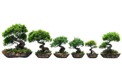 Row of beautiful bonsai trees in different sizes, isolated on white background. Perfect for nature and gardening enthusiasts.