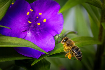 Virginia Spiderwort