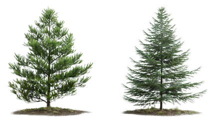 Fototapeta premium Two different coniferous trees isolated on a white background, showcasing diverse textures and foliage of evergreen trees in nature.