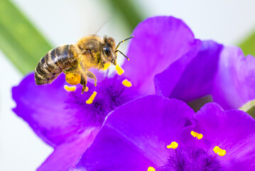 Virginia Spiderwort