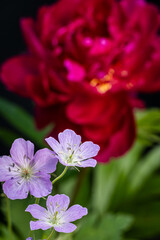 Fototapeta premium Flowers in garden