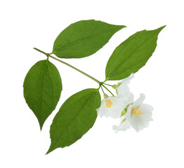 Fototapeta premium Branch of jasmine flowers and leaves isolated on white