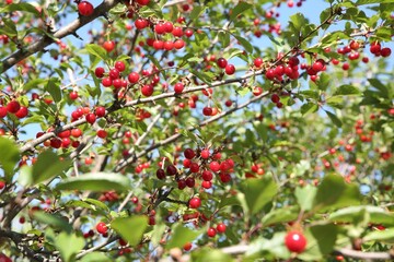 Cherry tree with ripe red berries outdoors