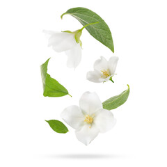 Fototapeta premium Beautiful jasmine flowers with leaves in air on white background