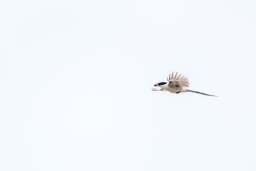 飛翔する美しいオナガ（カラス科）

日本国神奈川県川崎市。
2024年6月撮影。

Beautiful Azure-winged Magpie (family comprising the crows) in flight.

Kawasaki City, Kanagawa Prefecture, Japan. - June 2024.
