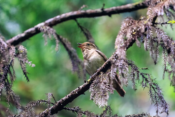 新緑の中、大きく美しい声でさえずる美しいオオルリ（ヒタキ科）の幼鳥。

日本国東京都あきる野市、日の出山登山道他。
2024年6月撮影。

The beautiful juvenile Blue-and-white Flycatcher (Cyanoptila cyanomelana) chirp loudly and beautifully in the fresh green.
