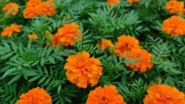 Mexican marigold, African marigold or Tagetes erecta blooming in the garden.