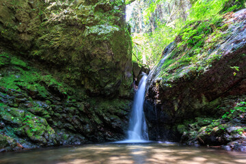 新緑の崖から落ちる美しい小さな滝。

日本国東京都あきる野市、日の出山登山道他。
2024年6月撮影。

A beautiful small waterfall falling from a fresh green cliff.

Tokyo Port Wild Bird Park, Ota-ku, Tokyo, Japan. - summer 2022.
