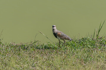 birds found in the park